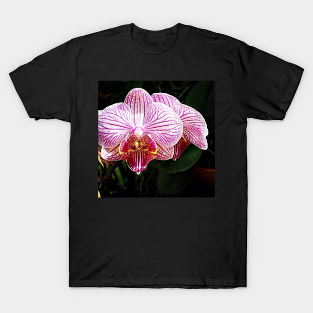 Orchid Love T-Shirt by exentric-wren